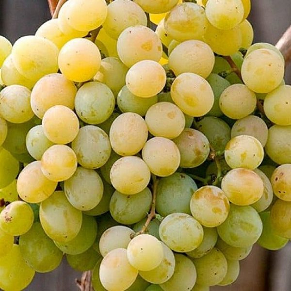 Виноград плодовый Талисман фото 1 