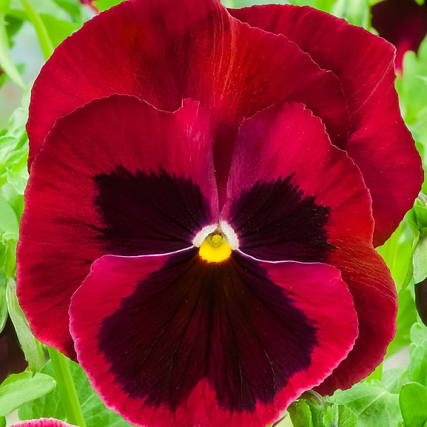 Виола крупноцветковая Инспайер Делюкс Ред Блотч фото 3 