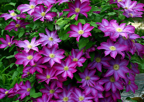 Клематис крупноцветковый Какио фото Клематис крупноцветковый Какио 