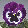 Виола крупноцветковая Инспайер Делюкс Вайт Виолет Винг фото 3 