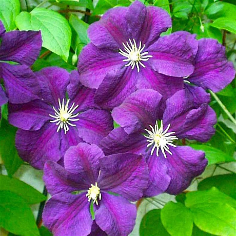 Клематис крупноцветковый Этуаль Виолетт фото Клематис крупноцветковый Этуаль Виолетт 
