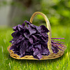 Базилик овощной Пурпурные звезды фото 2 