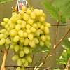 Виноград плодовый Долгожданный фото 2 